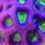 Thumbnail: Dragon's Envy Favia Aquaculture Saltwater LPS Coral. Grown in USA