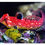 Thumbnail: Ruby Red Mandarin Dragonet