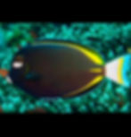 Gold Rim Tang