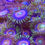 Thumbnail: Watermelon Zoanthids