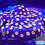 Thumbnail: Cyphastrea Corals Set of 4 | Free Shipping