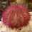 Thumbnail: Urchin Varieties