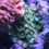 Thumbnail: Radioactive Dragon Eye Zoanthids Aquaculture Saltwater Coral. Grown in USA