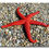 Thumbnail: Fromia Varieties Starfish