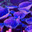Thumbnail: Turbinaria Purple Scroll LPS Coral