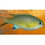 Thumbnail: Vanderbilt Chromis Fish  (Pack of 2 Fishes)
