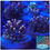 Thumbnail: Golden Galaxea Long Tentacles