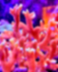 IMG_1136.jpeg
