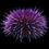 Thumbnail: Urchin Varieties