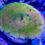 Thumbnail: Kermit The Frog Leptastrea Coral