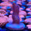 Thumbnail: Blue Pocillopora SPS coral