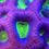 Thumbnail: Dragon's Envy Favia Aquaculture Saltwater LPS Coral. Grown in USA