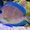 Thumbnail: Atlantic Blue Tang or Blue Caribbean Tang