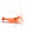 Thumbnail: Peppermint Shrimp