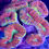 Thumbnail: Trachyphyllia Assorted of Brain Corals