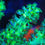 Thumbnail: Green Capnella Leather Soft Aquaculture Saltwater Coral. Grown in USA