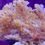 Thumbnail: Spaghetti Leather Coral (Sinularia)