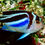 Thumbnail: Bellus Swallowtail  Blue Angelfish (Female)