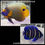 Thumbnail: Blueface Angelfish
