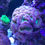 Thumbnail: Pinwheel Candy Cane LPS coral
