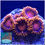 Thumbnail: Fiji Bam Bam Zoanthids