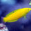 Thumbnail: Coris Wrasse Variations
