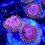 Thumbnail: Pink Diamond Zoanthids Aquaculture Saltwater Coral. Grown in USA