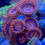 Thumbnail: Safecracker Zoanthids