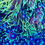 Thumbnail: Green Goniopora LPS Coral
