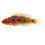 Thumbnail: Exquisite Fairy Wrasse Fish