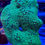 Thumbnail: Bruce Banner Leptastrea LPS Coral. Aquaculture Saltwater LPS Coral