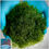 Thumbnail: Chaetomorpha (chaeto) Algae. 2oz