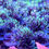 Thumbnail: Green Star Polyps, Soft Coral