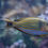 Thumbnail: Clown Tang Fish