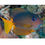 Thumbnail: Kole Blue Eye Tang Fish