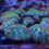 Thumbnail: Neon Green Encrusting Horn SPS Coral