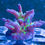 Thumbnail: Tricolor Granulosa Acropora SPS coral