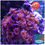 Thumbnail: Red Goniopora