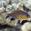 Thumbnail: Vanderbilt Chromis Fish  (Pack of 2 Fishes)