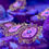Thumbnail: Pink Diamond Zoanthids Aquaculture Saltwater Coral. Grown in USA