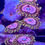 Thumbnail: Pink Diamond Zoanthids Aquaculture Saltwater Coral. Grown in USA