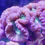 Thumbnail: Pinwheel Candy Cane LPS coral