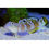 Thumbnail: Tiger or Wardi Goby Fish (Pack of 2 Fishes)