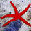 Thumbnail: Linckia  Starfish Assorted