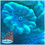 Thumbnail: Teal Candy Cane, Caulastrea, LPS coral.