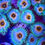 Thumbnail: Captain America Palythoa Aquaculture Saltwater Coral. Grown in USA