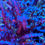 Thumbnail: Tricolor Granulosa Acropora SPS coral