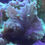 Thumbnail: Teal Cabbage Leather