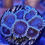 Thumbnail: Black People Eater Zoanthids