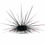 Thumbnail: Urchin Varieties